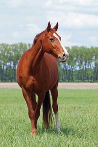 Sorrel Vs. Chestnut Horse: How Are They Different?