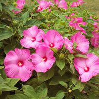 Perennial Hibiscus: This has to be one of the boldest plants in the garden. Offering flowers all summer long in shades of red, pink, and white, individual blooms can be as much as 12 inches across and keep on coming all the way through fall.