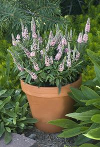 Sweet and petite ‘Sweet Lullaby’ Spike Speedwell Veronica is adorable in small pots or mixed in with other dwarf plants in combination containers. Its baby pink flower spikes appear from midsummer into late summer. In full bloom, it stands just 6 inches tall.