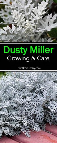 Dusty miller known for its striking silvery-gray foliage, hardy, low-maintenance perennial,serves as an effective contrast to flowering plants.