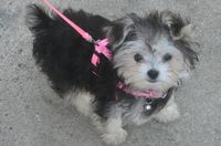 Tiny and adorable, the Morkie is an affectionate crossbreed who loves people and pets. Morkies are very playful and will run to chase a ball for quite some time. They will surely keep older children busy playing and then cuddle up in their beds at night to sleep. The Morkie attaches to his family quickly. […]