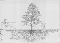 Betula pendula - Root System Drawings - Wageningen University & Research - Image Collections