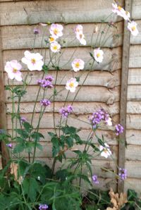 Lucky combination, Japanese anemone and self seeded verbena bonariensis