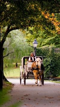 One of my family’s favorite things to do at Walt Disney World Resort is the horse-drawn carriage rides at Disney’s Fort Wilderness Resort & Campground and Disney’s Port Orleans Resort - Riverside. 🐴✨ Compared to similar experiences outside of Disney, this magical ride is surprisingly affordable! Plus, you don’t have to be staying at either resort to enjoy it — just reserve your spot on the My Disney Experience app 60 days before your visit. Same-day reservations and walk-ins are also availab...