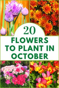 Flower Seeds To Plant in October >> VIEW MORE @gardengearshop GardenGearShop .com #gardengearshop #garden #gardening #growyourown #homegrown #backyard #seeds #plants #planting #grow