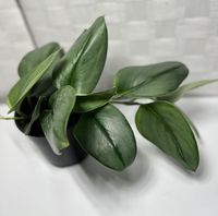 Scindapsus pictus sterling/ Scindapsus treubii  This easy a easy plant to care for. It will grow well in indirect light as well as low light. Her leaves are green with a beautiful silvery sheen on the top.  You can train it's vines to go up a trellis or just hang. She ships in 4.5 growers pot