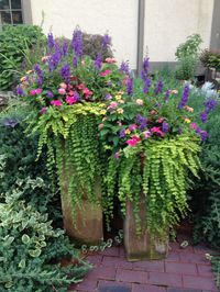 Creeping Jenny; Dad's Pots