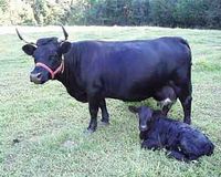 Dexters are the smallest breed of cattle in America. They are dual purpose animals producing both delicious meat and quality milk. Cows mature to 750-800 lbs. and 36-42 inches high at the shoulder. Bulls mature to 1000-1100 lbs. and 38-44 inches high at the shoulder. They usually are black but can be dunn (a reddish brown shade).