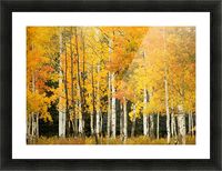 USA, Colorado, Near Steamboat Springs, Line Of Fall-Colored Aspen Trees; Buffalo Pass Picture Frame Printing