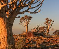 Quiver trees of the Karoo: Golden sculptures rooted in rich history