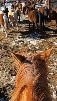 Every wonder what it is like to ride in the Jingle? 😍 Join us for a minute on the Jingle! 🐴