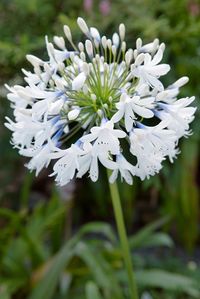 Agapanthus Queen Mum, Agapanthus White Garden Design Calimesa, CA