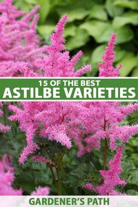 If you’re looking for a colorful flower to brighten up your shade garden, why not plant astilbe? This herbaceous perennial is known for its beautiful mounds of fern-like foliage and feathery plumes of tiny flowers in a range of colors. Discover 15 of the best varieties now on Gardener's Path. #astilbe #gardenerspath