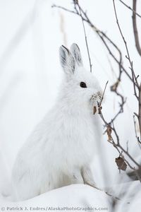 Snowshoe hare in his winter whites