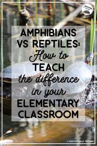 When people think about amphibians vs reptiles, lots of questions pop up. Are reptiles and amphibians the same? What is the difference between amphibians and reptiles? What makes an amphibian unique? Do reptiles go through metamorphosis? Learn the similariteis and differences between these unique groups of animals and use that knowledge to teach students in your elementary classroom. Not only will you get background knowledge, but you'll also get lesson ideas.