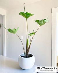 The Alocasia stingray is named for its remarkable leaves which appear like a school of floating stingrays hovering above the pot. The Alocasia stingray is a unique member of the colourful Araceae family, and needs a lot of space to spread her leaves wide. In natural settings her leaves become so large they’re said to resemble an elephant's ear. For many animals in the Southeast Asian rainforest the leaves, which can reach a metre wide, offer a safe hiding place.