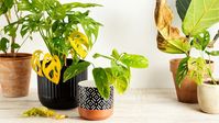 How to Save a Dying Houseplant: A Beginner’s Guide | Almanac.com