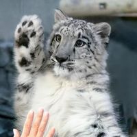 RIKUNOW on Instagram: "ハイタッチ High five #snowleopard #snowleopards #ユキヒョウ #雪豹 #leopard #いしかわ動物園 #動物園 #zoo #zooanimals #zoophotography #animal #animallovers #animallove #animalphotography #zoophotography #animals #bigcat #bigcats #animalworld #animalkingdom #animalplanet #animals_captures #wildlife #wildlifeonearth #wildcats #wildanimals"