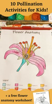 Pollination activity ideas to try in your classroom!