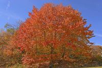 Noted for its spectacular fall color, Acer saccharum (Sugar Maple) is a large, deciduous tree with a straight trunk, wide-spreading branches and a dense, oval to rounded crown. Its foliage of five-lobed leaves, 3-6 in. (7-15 cm) ranges from medium to dark green in summer, and changes to a brilliant palette of yellows, oranges, and reds in the fall. In spring, greenish-yellow flowers, borne in short, upright sprays appear before the leaves and are followed by two-winged samara. Long-lived and slo