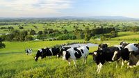 Yarragon, Gippsland, Victoria, Australia