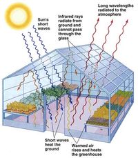 Make Your Own Greenhouse - How Fast the Plants Grow : 10 Steps - Instructables