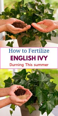 """Discover the best English Ivy fertilization tips to keep your plants healthy and thriving. Learn about the right type of fertilizer, when to fertilize, and how to apply it for optimal growth. #EnglishIvy #FertilizationTips #PlantCare"""