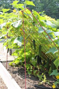 Large Cucumber Trellis