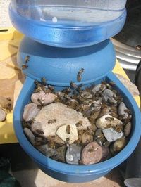 Self Filling Pet Bowl for Bees