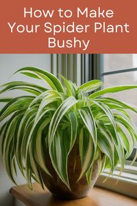 How to Make Your Spider Plant Bushy