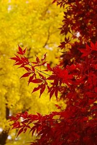 Red and yellow leaves.. Autumn