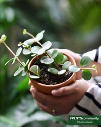 This charming plant, with its delicate heart-shaped leaves and compact size, brings a sense of joy and tranquility to any space. Whether adorning your desk, shelf, or windowsill, Peperomia Hope is the perfect companion for small spaces and plant lovers alike. With its easy-care nature and vibrant green foliage, it's sure to brighten your day and elevate your home decor. Embrace the beauty of Peperomia Hope and let its presence fill your space with positivity and botanical charm! 🏡🌟