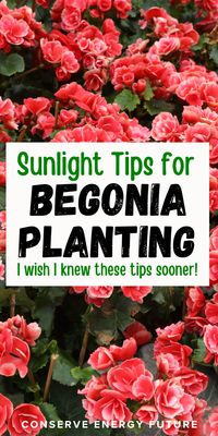 Gardening Guide To Begonia Pots Planting and Care: Do Begonias Need Full Sun? (Answered) Know if begonias need full sun or shade for pots on front porches. Know the secrets of begonia care and display their beauty in your outdoor space. / begonia flower. begonias in pots. begonia maculata. begonia care. begonia tattoo. begonias landscaping front yards. do begonias like sun or shade. do begonias come back. do begonias like full sun. how big do begonias get. how much sun do begonias need /