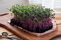 How to grow microgreens at home