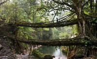 The Cherrapunji region in the Indian state of Meghalaya, bridges grown out of roots and vines.