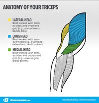 6 Strategies To Target Your Triceps Lateral Head And Build Bigger Arms