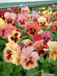 Pansies - Skyline Coppersfield