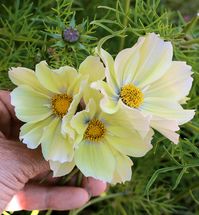 Cosmos bipinnatus 'Xanthos' - Buy Online at Annie's Annuals