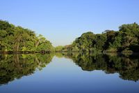 Amazon Rainforest. The Amazon Rainforest with Blue Sky and Mirror Reflections in , #SPONSORED, #Blue, #Sky, #Amazon, #Rainforest, #Mirror #ad