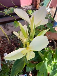 This is one of my favorite canna lilies! This variety is the closest canna there is to pure white, and it is beautiful during the day, but what a stunning flower for the moon garden, as it really illuminates beautiful in the moonlight. This is a plug, and will arrive as bare root and will need to be planted right away. If any leaves become damaged do not worry, the roots are very healthy and this plant will snap back as it is very hardy. There is limited availability for these canna.