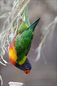 the Australian Rainbow lorikeet.