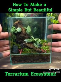 Amazing Tutorial by conniejennifer1992 (TikTok) 🪴 Follow for more 💚🤌 #plantlover #terrarium #plants #trending #terrariummaking #terrariumdesign #mossterrarium #ecosystem #pflanzen #pflanzenterrarium #diy #tutorial #plantcare #basteln