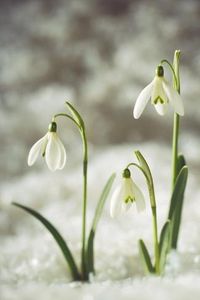 size: 24x16in Photographic Print: Snowdrop Three Flowers in Snow :