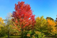 Noted for its lovely fall color, Acer rubrum (Red Maple) is a relatively fast-growing deciduous tree of pyramidal habit when young, becoming rounded to oval at maturity. In early spring, tiny red flowers, borne in erect clusters, appear before the leaves and are followed by red fruit. Emerging red tinged in spring, the leaves change to dark green with whitish undersides and often develop dazzling yellows and red in the fall. This Red Maple also provides some winter interest, with its attractive,