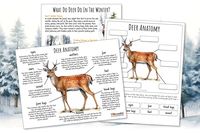 DEER ANATOMY, Worksheet Activity, Science, Environment, Homeschool Printable, Montessori, Homeschool This DEER Anatomy Worksheet is ideal for in class or homeschool activities. This worksheet is also part of the WINTER FOREST ANIMALS Nature Study available in my shop, so check that out if you are interested in a more comprehensive WINTER FOREST ANIMALS nature study. INCLUDED Total of 3 Beautifully Illustrated Pages - Deer Anatomy Poster - Deer Anatomy Labeling Activity - Deer Winter Survival Str