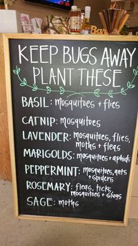 Plants that keep bugs away. Ideas from a plant store.