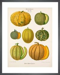 Royal Horticultural Society Art Prints | King & McGaw