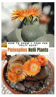 Read our complete guide to Pleiospilos Nelii for everything you will ever need to know! Tips for growing and caring for the “Split Rock” succulents | pleiospilos nelii care | pleiospilos nelii royal flush | split rock succulent care | split rock plant | indoor and outdoor plants #splitrocksucculent #pleiospilosnelii