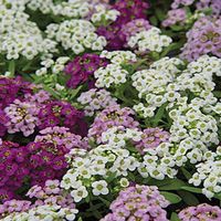 "50+ SEEDS - ALYSSUM EASTER BONNET MIX : DEEP PINK, LAVENDER, LEMONADE, PEACH, VIOLET, WHITE & DEEP ROSE. 4 - 10 INCH HIGH SPREADING 12 - 14 INCHES (SPREADS MORE THAN OTHER ALYSSUM) EARLY BLOOMS THROUGH MID FALL 50 - 60 DAYS TO BLOOM SWEET FRAGRANCE / ALL ZONES ANNUA TENDER PERENNIAL / SELF SOWS / SUN & PARTIAL SUN / SELF SOWS / MILD CLIMATES BLOOM ALL YEAR / DEER RESISTANT / LOW MAINTENANCE / GROWING INSTRUCTIONS INCLUDED / FREE SHIPPING ON ALL ADDITIONAL ITEMS Easter Bonnet Mix are cov