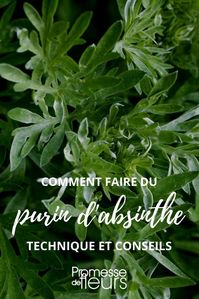 faire du purin d'absinthe